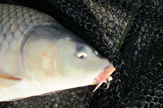 Efektívny a úspešný method feeder 2