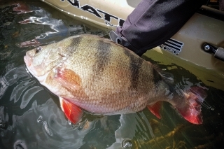 Ostriež tejto veľkosti už je naozaj trofej: 2,5 kg a 50 cm.