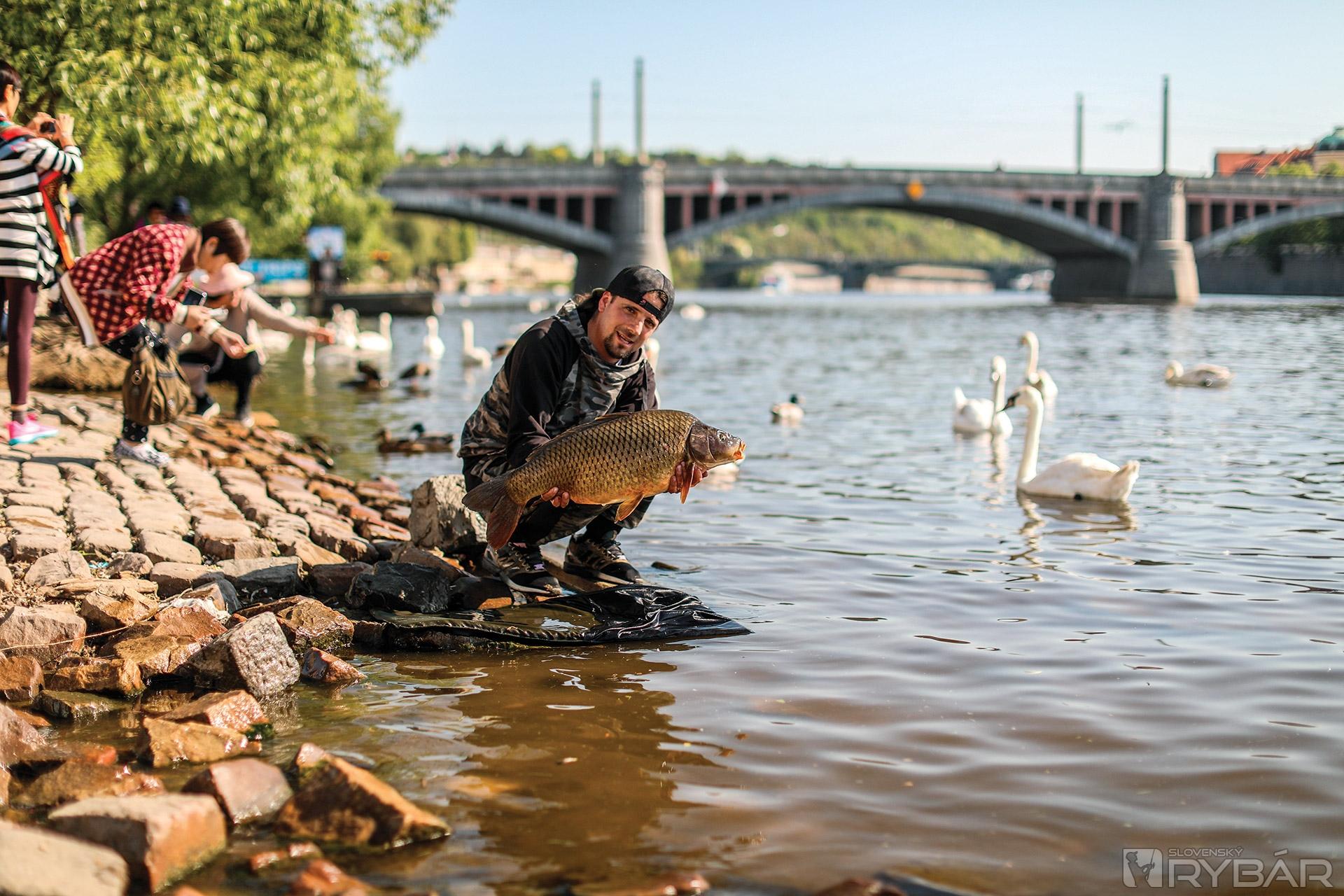 Pre každé mesto je typické, že sa ľudia schádzajú pri vode, aby nakŕmili miestne vtáctvo. Pre nás rybárov je to prvé miesto, kde by sme mali vyskúšať rybárčiť.
