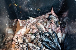 Druhý deň po katastrofe boli ryby už v značnom rozklade.