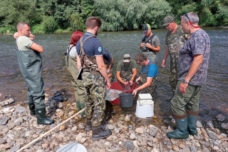 Triedenie a váženie rýb podľa druhov pri ichtyologickom prieskume, dva týždne po havárii.