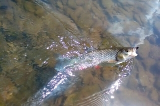 Jalec hlavatý je už na Bielej Orave tiež na ústupe.