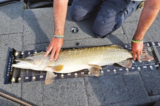 111 cm šťuka chytená Martinom Štěpkom.