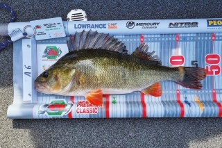 Môj 49 cm ostriež pri tohtoročných pretekoch.