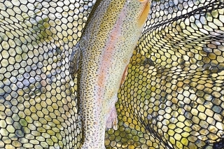Prvý 40 cm plus.