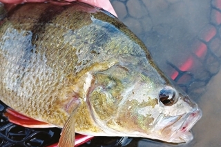 Takýto rozmer by sme čakali skôr na priehrade, ale keď sa skombinujú podmienky, tak i v chladnejšom hlbokom jazere na dolniakoch sa im začne páčiť.