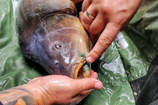 Prvá pomoc. Nezabudnite ošetriť rany rybám po vybratí háčika.