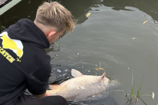 Prvý bodovaný kapor na súťaži SCC-SBS Carpfan Cup na jazere Rober Tó Demecser v Maďarsku.