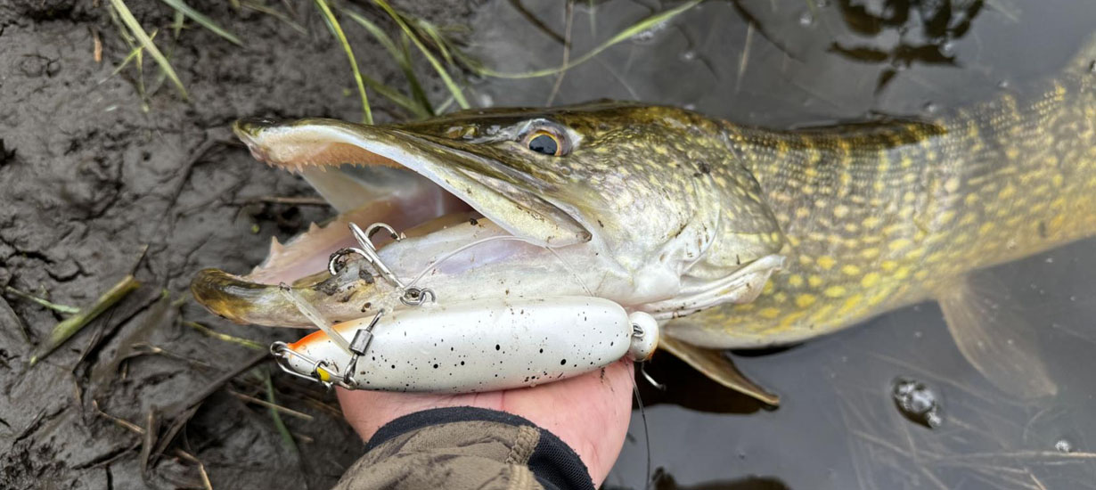 Štyri polhodinové šťuky