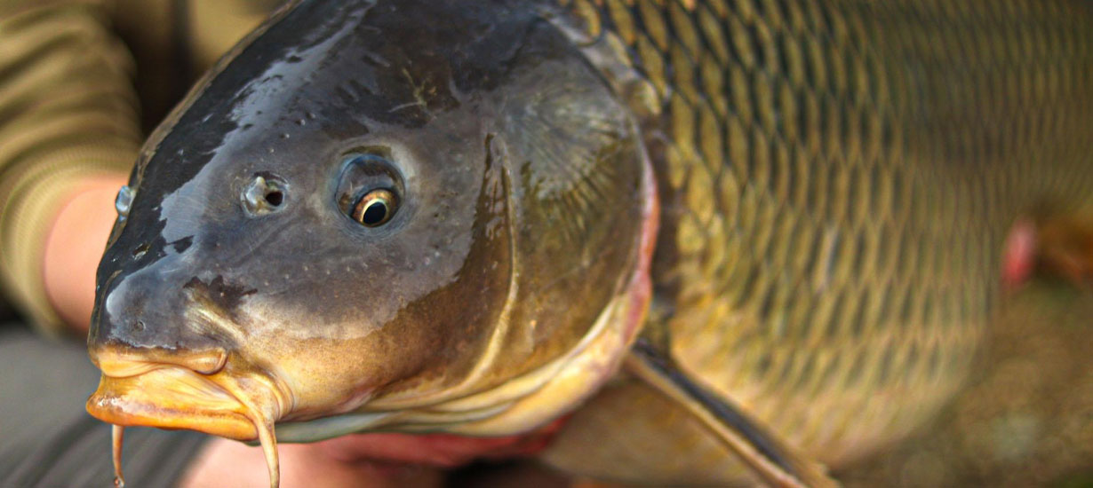 Ružínska Carpstory „Last dance“