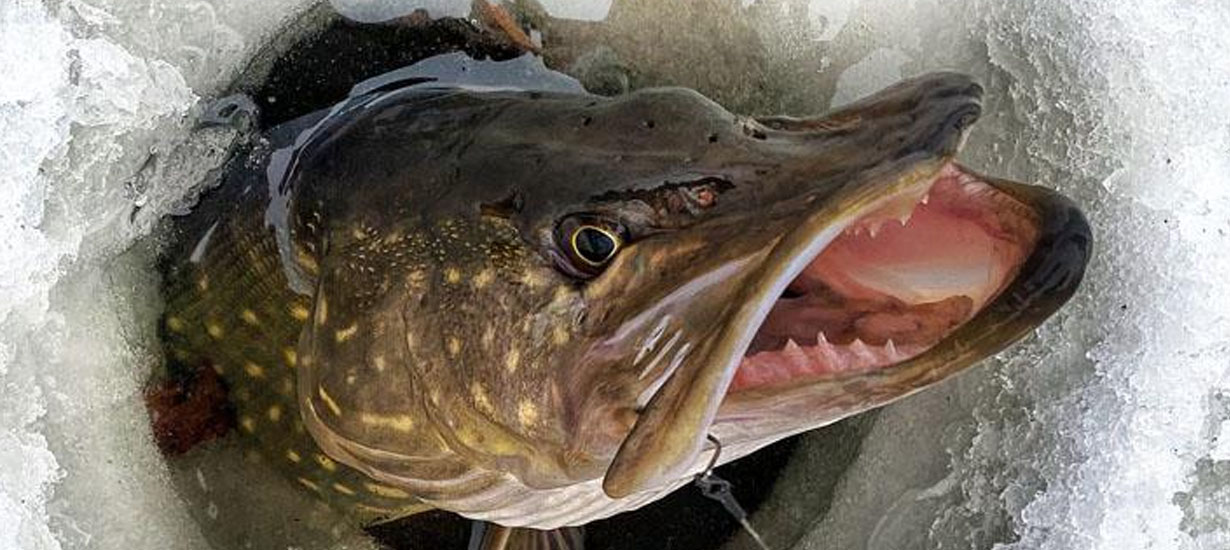 Lov na dierkach – (nielen) severský spôsob rybolovu