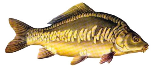 Kapor rybničný (Cyprinus carpio)